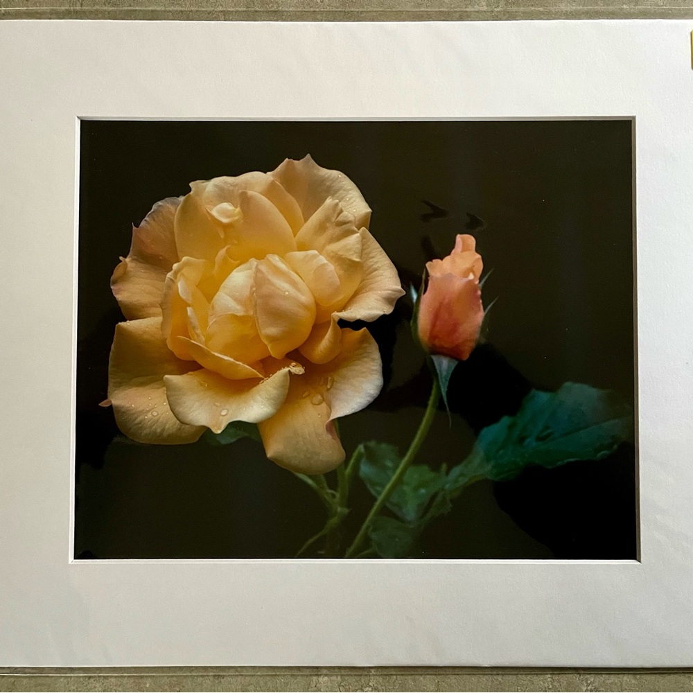 Rose of New England Print